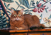 CAT 01 RK0152 07
Somali Ruddy Cat Laying