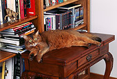 CAT 01 RK0153 07
Somali Ruddy Cat Laying On Table