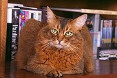 CAT 01 RK0154 03
Head Shot Of Somali Ruddy Cat Laying On Wooden Table