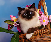 CAT 01 RK0166 02
Head Shot Of Birman Chocolate Point In Basket By Flowers
