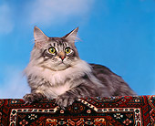 CAT 01 RK0170 04
Somali Blue Silver Cat Laying Studio