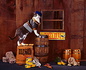 CAT 01 RK0172 04
