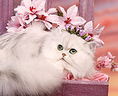 CAT 01 RK0188 03
Persian Shaded Silver Laying By Pink Flowers Studio