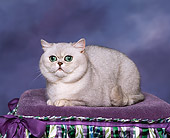 CAT 01 RK0197 03
Persian Shaded Silver On Stool