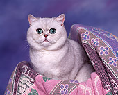 CAT 01 RK0198 02
Head Shot Of Persian Shaded Silver Studio