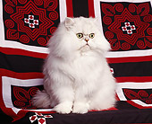 CAT 01 RK0204 03
Persian Chinchilla Sitting On Red White And Black Sheet Studio