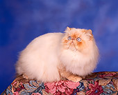CAT 01 RK0212 07
Persian Cream Point Studio