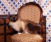 CAT 01 RK0214 02
Birman Seal Point Sitting On Chair