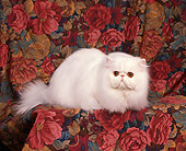 CAT 01 RK0215 04
Persian Copper Eye White Laying Studio