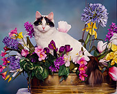 CAT 01 RK0219 03
Turkish Van Sitting In Planter Of Flowers