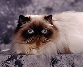 CAT 01 RK0235 02
Head Shot Of Himalayan Seal Point Laying Studio