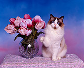 CAT 01 RK0236 10
Ragdoll Seal Bicolor Sitting By Flowers Studio