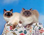 CAT 01 RK0241 01
Birman Seal And Chocolate Point Laying Studio