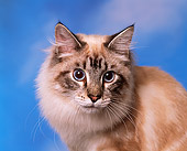 CAT 01 RK0244 02
Head Shot Of Classic Lynx Point Cloudy Blue Sky