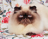 CAT 01 RK0246 04
Head Shot Of Himalayan Seal Point Studio