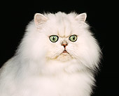 CAT 01 RK0253 01
Head Shot Of Persian Chinchila Studio
