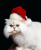 CAT 01 RK0254 02
Persian Chinchilla Wearing Santa Hat Studio