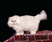 CAT 01 RK0256 03
Persian Chinchilla Standing On Oriental Rug Studio
