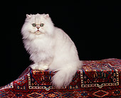CAT 01 RK0257 04
Persian Chinchilla Sitting On Oriental Rug Studio