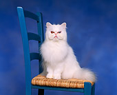 CAT 01 RK0261 03
Persian Bicolor Eyes Sitting On Chair Studio