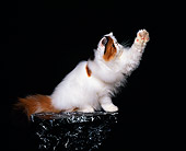 CAT 01 RK0266 01
Persian Calico Van On Pedastal Reaching Out Studio