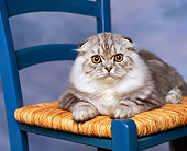 CAT 01 RK0276 01
Scottish Fold Black Smoke And White Laying On Chair Studio