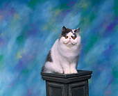 CAT 01 RK0280 02
Persian Blue And White Sitting On Pedestal Studio