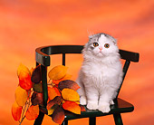 CAT 01 RK0282 01
Scottish Fold Gray And White Sitting On Chair Studio