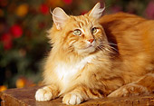 CAT 01 RK0285 02
Orange And White Cat Laying On Wooden Table Flowers Background