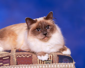 CAT 01 RK0291 02
Birman Chocolate Point Laying On Stool Studio
