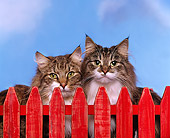 CAT 01 RK0299 01
Two Norwegian Forest Cats By Fence