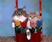 CAT 01 RK0301 06
Head Shots Of Two Norwegian Forest Cats Sitting In Tulip Planter