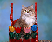CAT 01 RK0302 05
Head Shot Of Norwegian Forest Cat Sitting In Tulip Planter