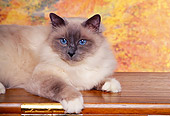 CAT 01 RK0311 01
Birman Chocolate Point Laying On Table