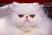 CAT 01 RK0316 08
Close Up Head Shot Of Persian White