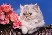 CAT 01 RK0322 05
Head Shot Of Persian Shaded Silver Laying In Basket By Flowers