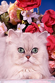CAT 01 RK0336 11
Head Shot Of Shaded Silver Persian By Flowers