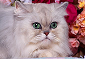 CAT 01 RK0336 20
Head Shot Of Shaded Silver Persian By Flowers