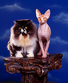 CAT 01 RK0340 03
Persian And Sphynx Sitting Together On Pedestal