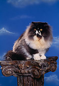 CAT 01 RK0344 09
Persian Black And White Sitting On Pedestal