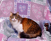 CAT 01 RK0348 01
Tabby Cat Sitting Studio