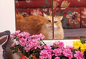 CAT 01 RK0372 01
Orange Cat Standing Behind Glass Door By Flowers