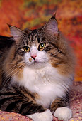 CAT 01 RK0395 01
Head Shot Of Norwegian Forest Cat Laying