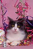 CAT 01 RK0403 01
Head Shot Of Gray And White Cat Laying With Party Decorations Pink Seamless Studio
