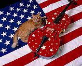 CAT 01 RK0410 02
Orange Longhair Laying On American Flag With Cello