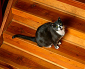 CAT 01 RK0419 02
Gray And White American Longhair Sitting On Wooden Steps Looking Up