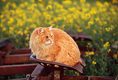 CAT 01 RK0422 06
Orange Longhair Cat Sitting On Tractor Seat Yellow Flower Field