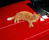 CAT 01 RK0425 01
Top View On Orange Cat Laying On Red Car Looking Up
