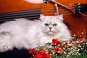 CAT 01 RK0438 04
Persian Silver Shaded Laying By Roses And Cello