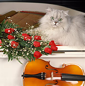CAT 01 RK0443 16
Persian Shaded Silver Laying On White Piano Next To Red Roses And Violin